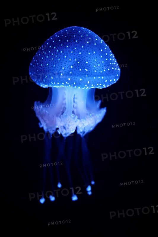 Tropical Jellyfish Phyllorhiza punctata white-spotted jellyfish aka floating bell, Australian spotted jellyfish underwater