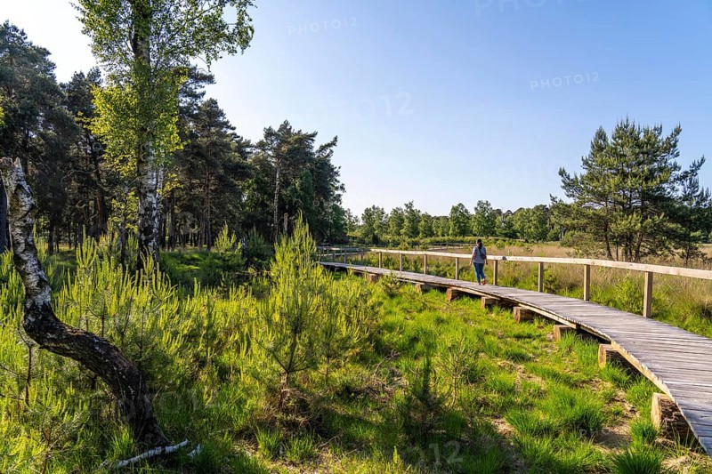Diersfordter Wald, north of Wesel, nature park with oak and beech forests, glacial sand dunes, heathland, wooden boardwalk across the moorland, Großes Veen marshland, North Rhine-Westphalia, Germany, Europe