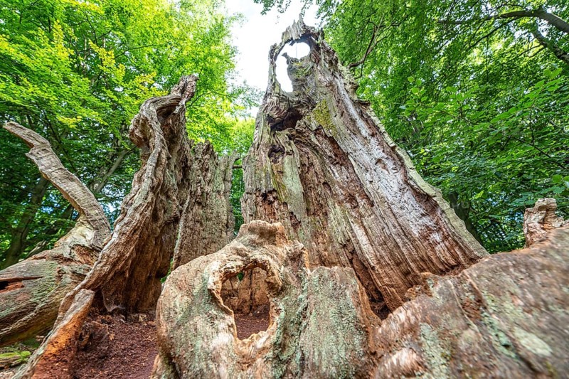 The Sababurg primeval forest, or primeval forest in the Reinhardswald, is a 95-hectare biotope under nature and landscape protection, with trees over 500 years old, hut trees, in the district of Kassel, Hesse, Germany, Europe