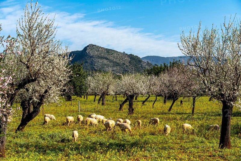 Almond blossom on Majorca, from January to March many hundreds of thousands of almond trees blossom on the Balearic island, near Bunyola, Majorca, Spain, Europe