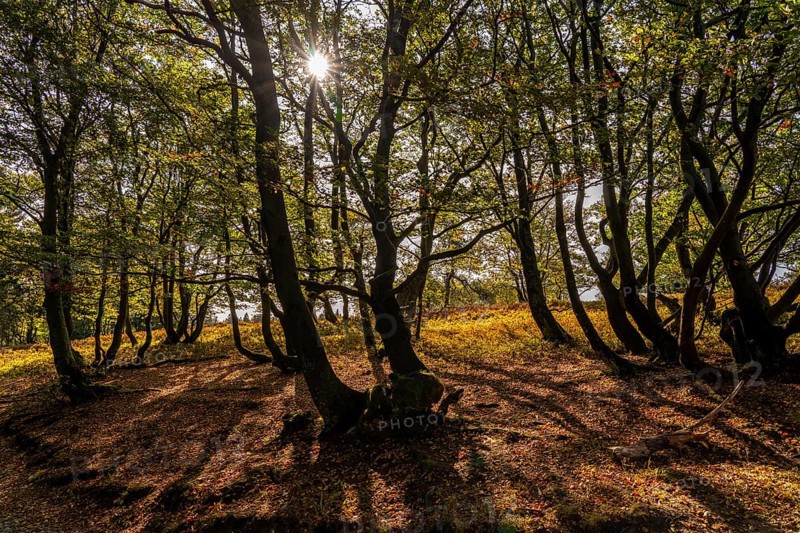 Beech trees on the Kahler Asten, highest mountain in North Rhine-Westphalia, near Altastenberg, Winterberg, Sauerland, Germany, Europe