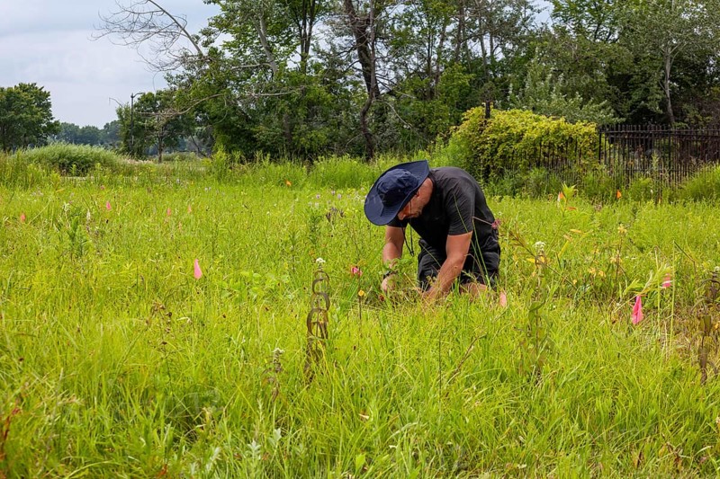 Detroit, Michigan, Volunteers planting in the wetlands at the public garden designed by prominent Dutch garden designer, Piet Oudolf. The garden is on Belle Isle, an island state park in the Detroit River