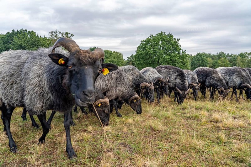 Heidschnucken herd, in the Höpener Heide, Schneverdingen, heather blossom of the broom heather, in the Lüneburg Heath nature reserve, Lower Saxony, Germany, Europe