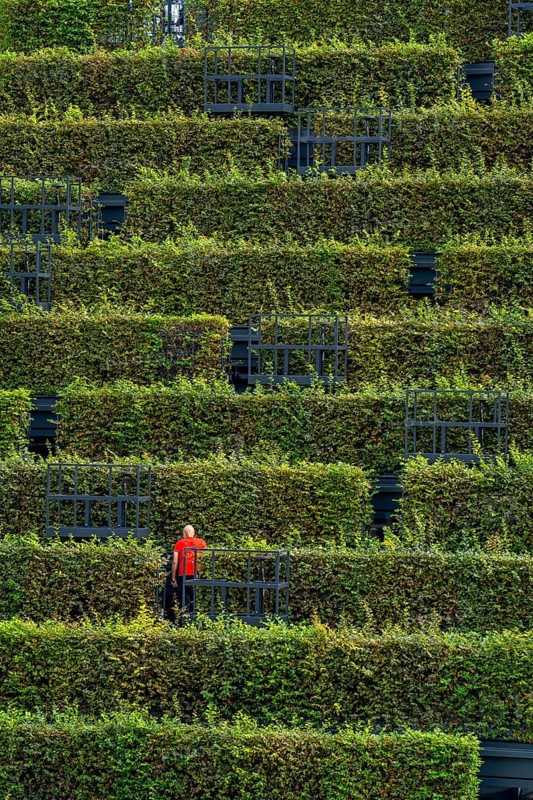 Green façade, made of over 30, 000 hornbeams forming a hedge a good 8 kilometres long, on the roof and façade of the Kö-Bogen-2 building, technician, gardener working on the façade, largest green façade in Europe, Düsseldorf North Rhine-Westphalia, Germany, Europe