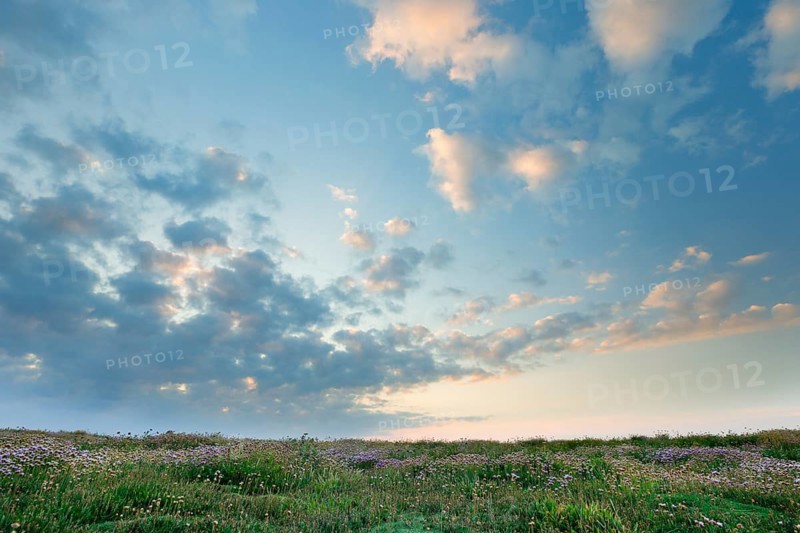 Fleecy clouds adorn the evening blue sky and form the canopy over a meadow of flowers, France, Europe