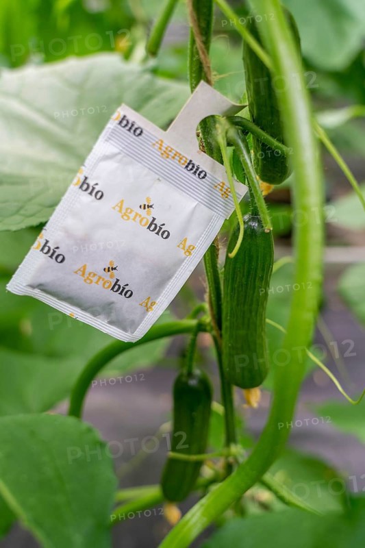 Cultivation of mini cucumbers, snack cucumbers, in a greenhouse, bags with beneficial insects that protect against pests such as aphids, near Straelen, North Rhine-Westphalia, Germany, Europe