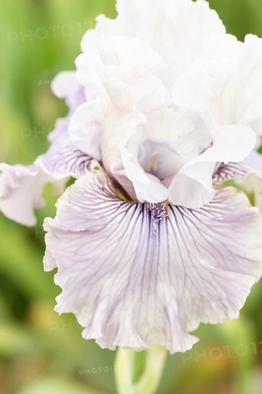 Beautiful multicolored iris flower bloom in the garden. Close up, fragility and summer concept