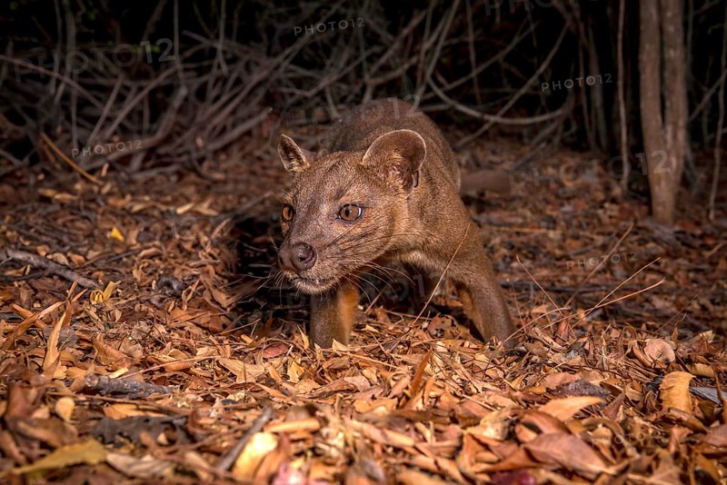 Fossa creeping cat (Cryptoprocta ferrox) in the dry forests of the Kirindy Forest in western Madagascar