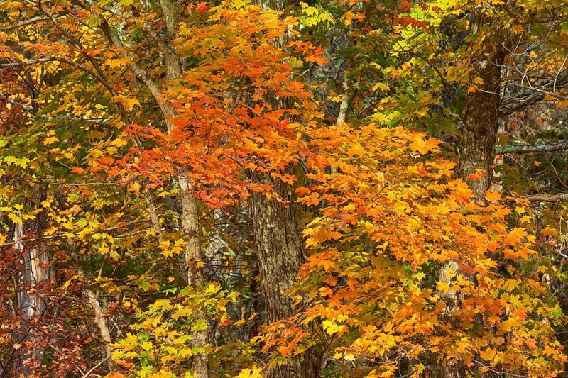 Maple (Acer), with colourful autumn leaves in shades of red, orange and yellow, autumn, New Hampshire, New England, USA, North America