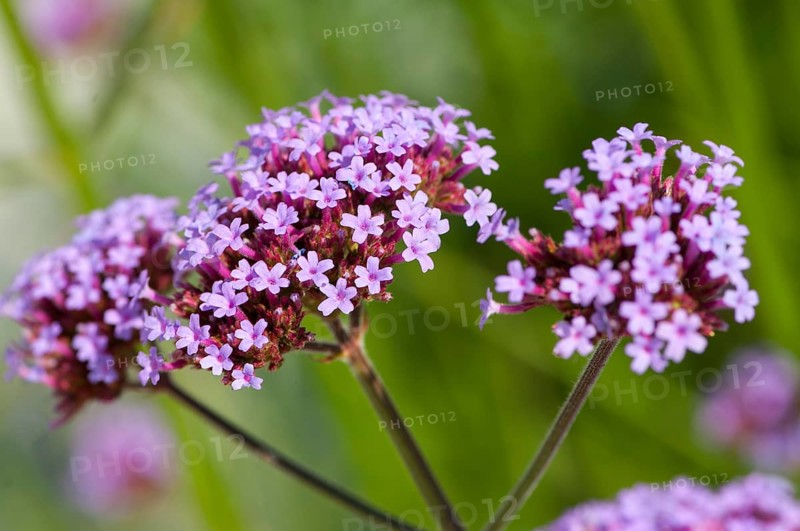 Flower impression, Purpletop vervain, purpletop vervain (Verbena bonariensis)
