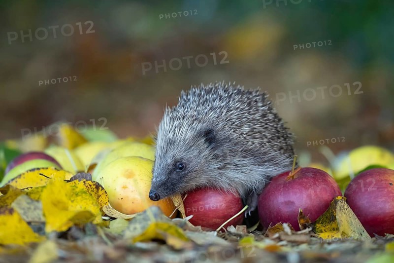 European hedgehog (Erinaceus europaeus) adult animal on fallen apples in a garden in the autumn, Suffolk, England, United Kingdom, Europe