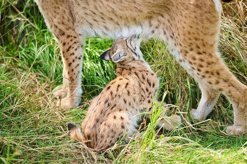 Eurasian lynx (Lynx lynx) youngster drinking milk from its mother while sitting in the grass, Bavaria, Germany, Europe