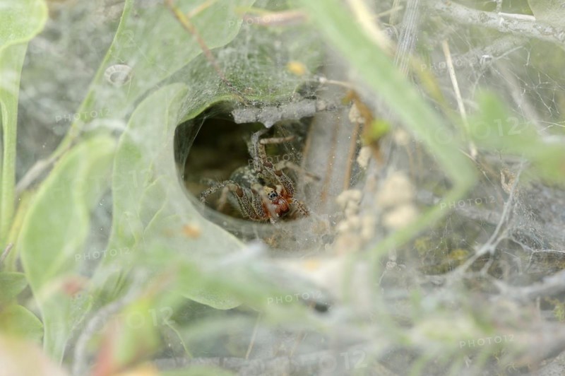 Common labyrinth spider (Agelena labyrinthica), female in web, Provence, South of France