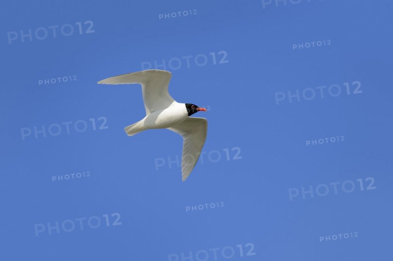 Herring Gull (Ichthyaetus melanocephalus, Larus melanocephalus), flying, Camargue, Provence, southern France
