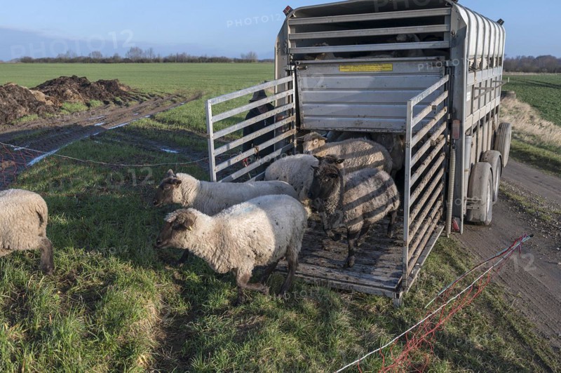 Black-headed domestic sheep (Ovis gmelini aries) run from the trailer to the pasture, Mecklenburg-Vorpommern, Germany, Europe