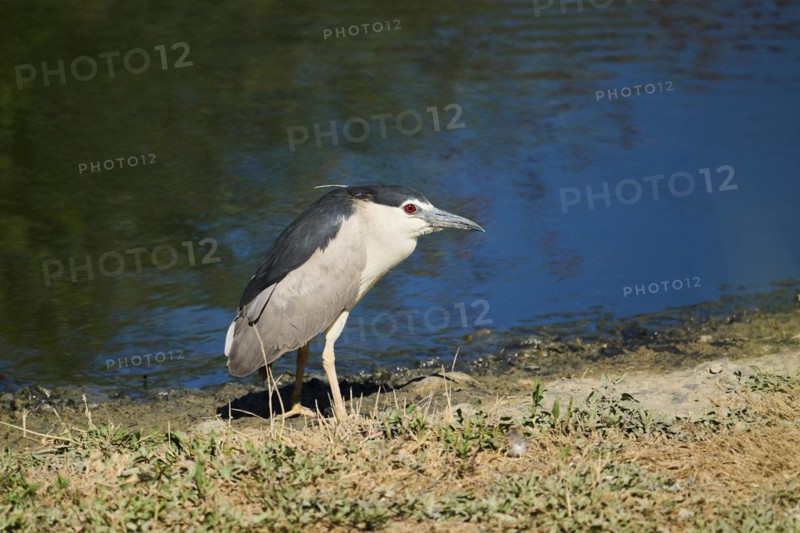 Black-crowned night heron (Nycticorax nycticorax) standing beside the water, Camargue, France, Europe