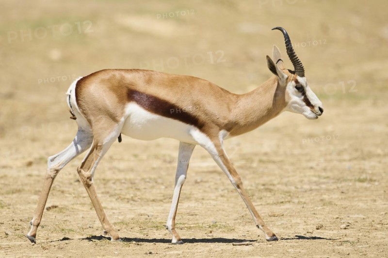 Springbok (Antidorcas marsupialis), walking through the dessert, captive, distribution Africa