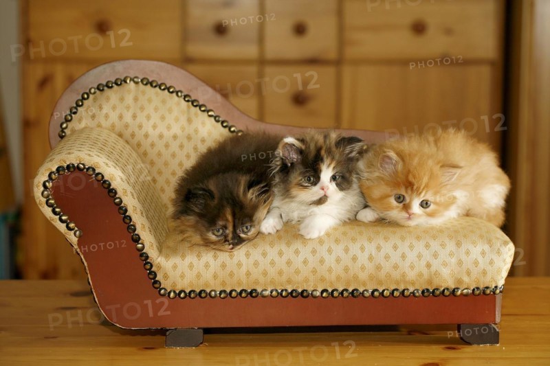 Persian cat, long-haired cat, kittens