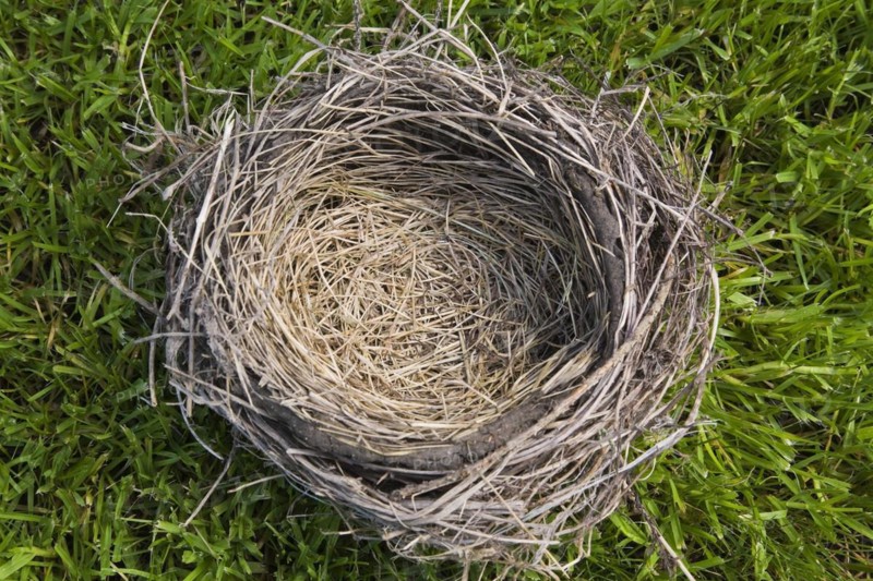 Close-up of empty Turdus migratorious, American Robin bird nest made of twigs, straw and dried mud on green grass lawn background, Quebec, Canada, North America