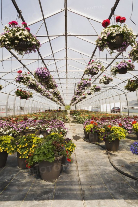 Rows of mixed flowering plants including Petunias in hanging baskets, red Pelargonium, Geraniums in containers in greenhouse in spring, Quebec, Canada, North America