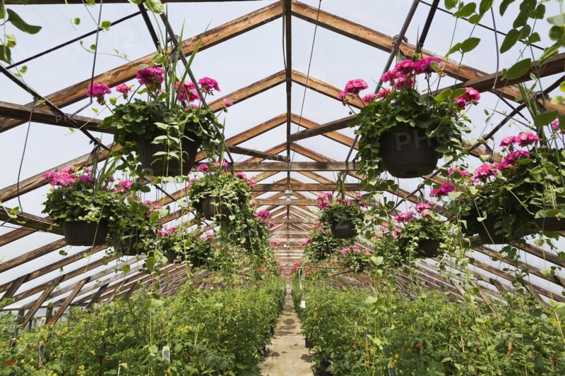 Pink Pelargonium, Geraniums in hanging baskets and Solanum lycopersicum, Cherry Tomato plants being grown in containers inside greenhouse in spring, Quebec, Canada, North America