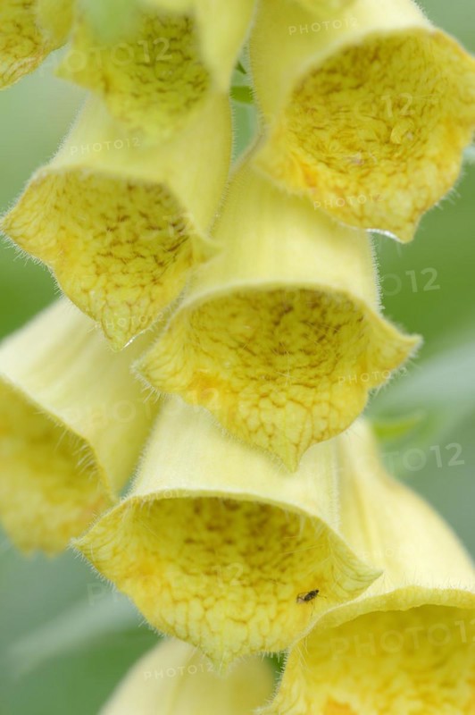 Large-flowered foxglove (Digitalis grandiflora, Digitalis ambigua), flowering, Bavaria, Germany, Europe