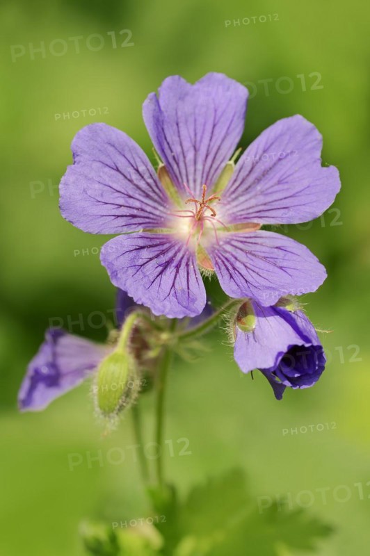 Caucasian cranesbill (Geranium ibericum), garden plant, North Rhine-Westphalia, Germany, Europe