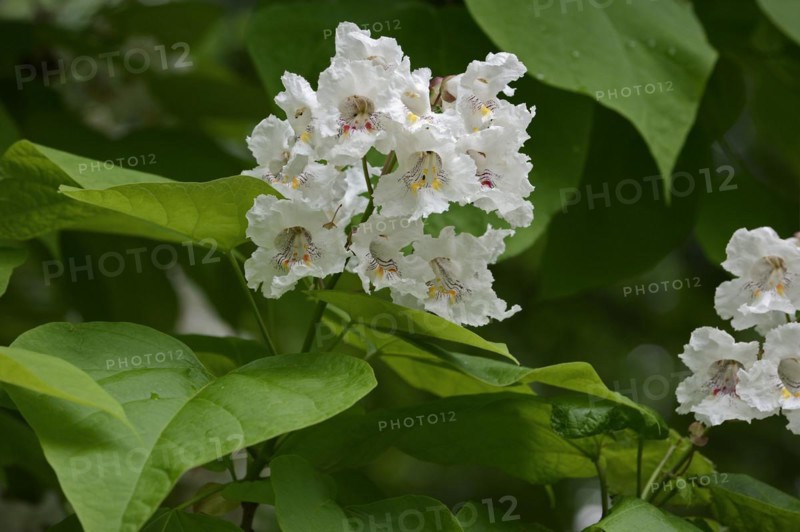 Common trumpet tree (Catalpa bignonioides, Catalpa syringifolia), flowers, ornamental tree, North Rhine-Westphalia, Germany, Europe