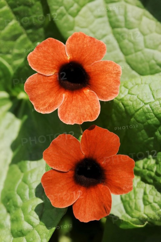 Black-eyed susan vine (Thunbergia alata), flowers, ornamental plant, North Rhine-Westphalia, Germany, Europe