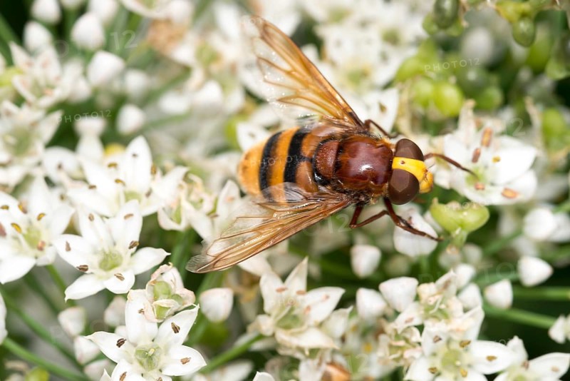 Hornet hoverfly (Volucella zonaria) or large forest hoverfly or giant bumblebee hoverfly sits on white flowers of flowering garlic chives (Allium tuberosum) or Knolau, Chinese chives, chive garlic, Thai Soi or Buchu, macro photo, close-up, Lower Saxony, Germany, Europe