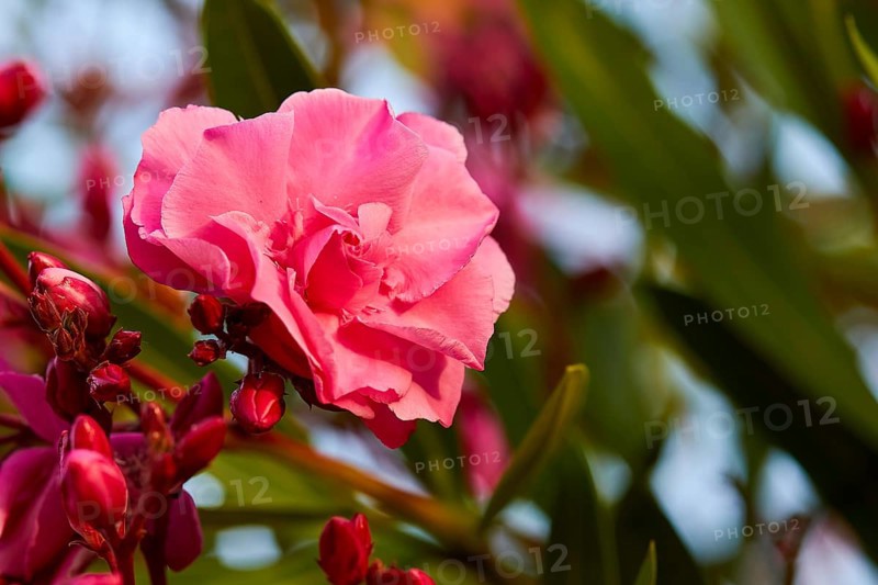 Close-up of a single pink flower with soft background, Koroni, Byzantine fortress, nunnery, Peloponnese, Greece, Europe
