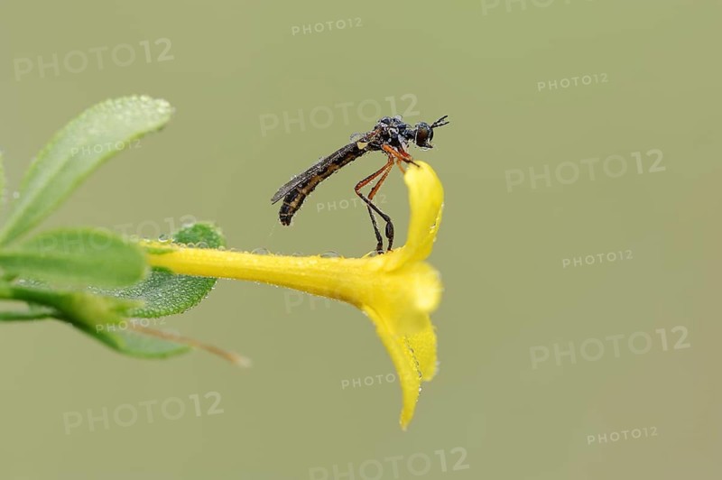 Dainty hawk fly (Dioctria bicincta) on a flower of shrubby jasmine (Chrysojasminum fruticans, Jasminum fruticans), Provence, Southern France