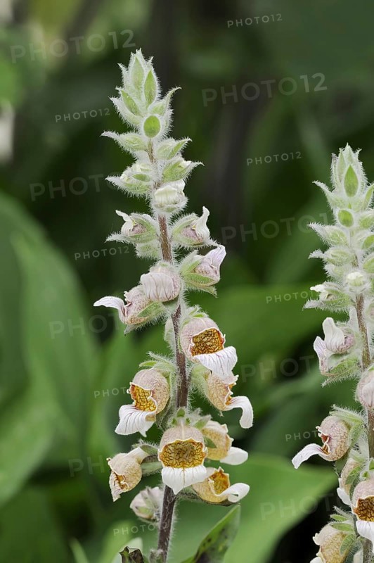 Woolly foxglove (Digitalis lanata), inflorescence, medicinal plant, North Rhine-Westphalia, Germany, Europe