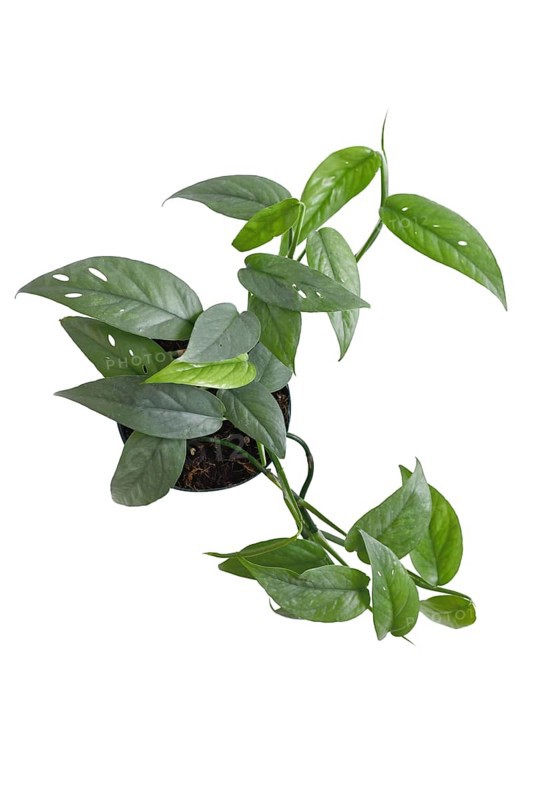 Top view of tropical 'Epipremnum Pinnatum Cebu Blue' houseplant with silver-blue leaves in flower pot on white background