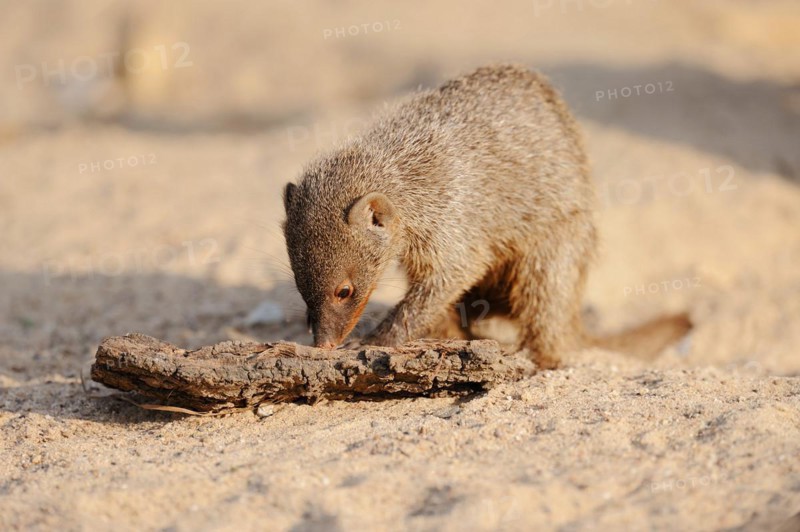 Banded mongoose (Mungos mungo), juvenile, captive, occurrence in Africa