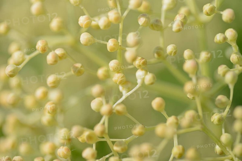 Elder (Sambucus nigra), umbrella panicle with single flowers still closed, North Rhine-Westphalia, Germany, Europe