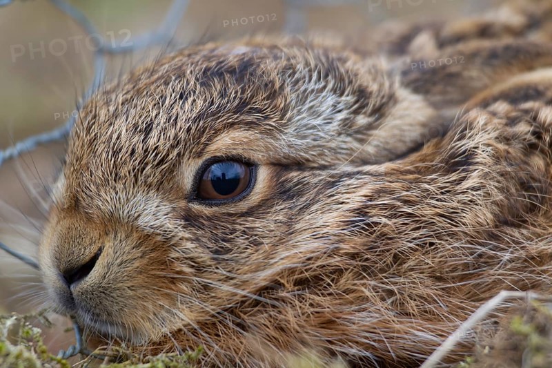European brown hare (Lepus europaeus) juvenile baby leveret animal portrait, Suffolk, England, United Kingdom, Europe