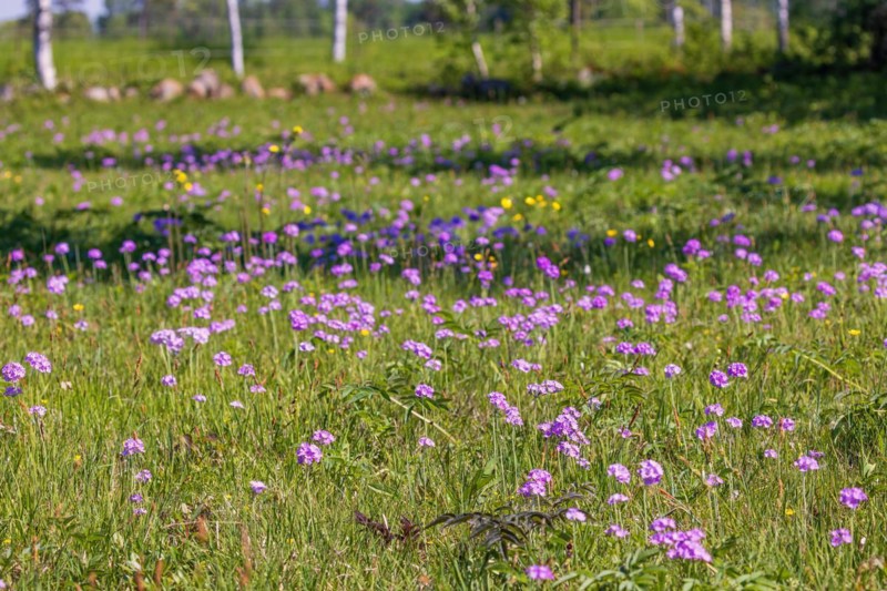 Meadow with Bird's-eye primrose (Primula farinosa) in bloom a sunny summer day