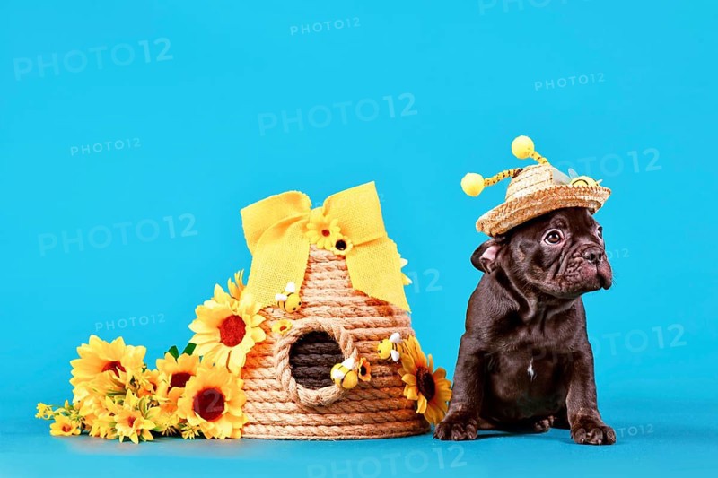 Black French Bulldog dog puppy with bee costume hat with antlers sitting next to beehive and sunflowers on blue background