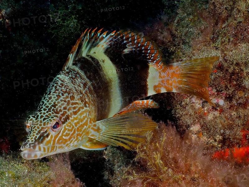 Colourful fish with stripes, scribefish (Serranus scriba), in the reef. Dive site El Cabron marine reserve, Arinaga, Gran Canaria, Spain, Atlantic Ocean, Europe