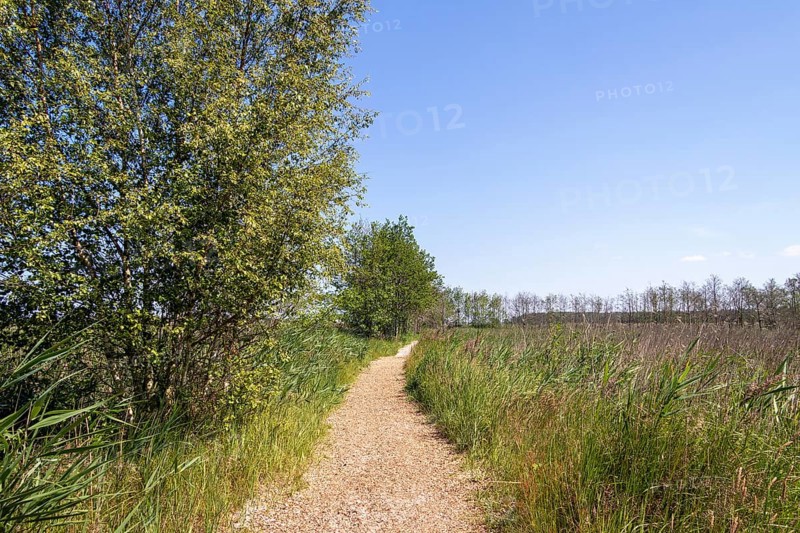 Circular hiking trail, trees, grass, Darßer Ort, Born a. Darß, Mecklenburg-Vorpommern, Germany, Europe