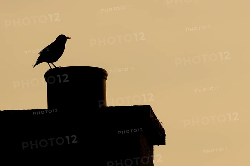 European blackbird (Turdus merula) adult male bird singing from an urban house chimney pot at sunset, England, United Kingdom, Europe