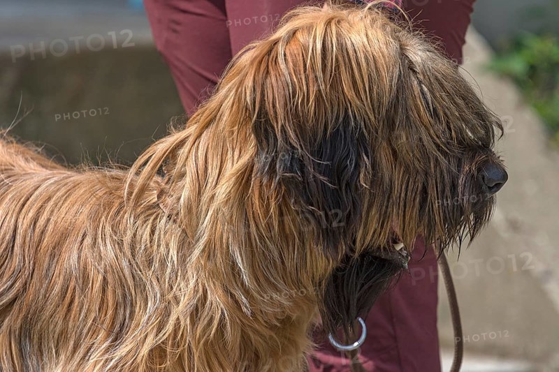 Portrait of a Briard, French dog breed, Mecklenburg-Vorpommern, Germany, Europe