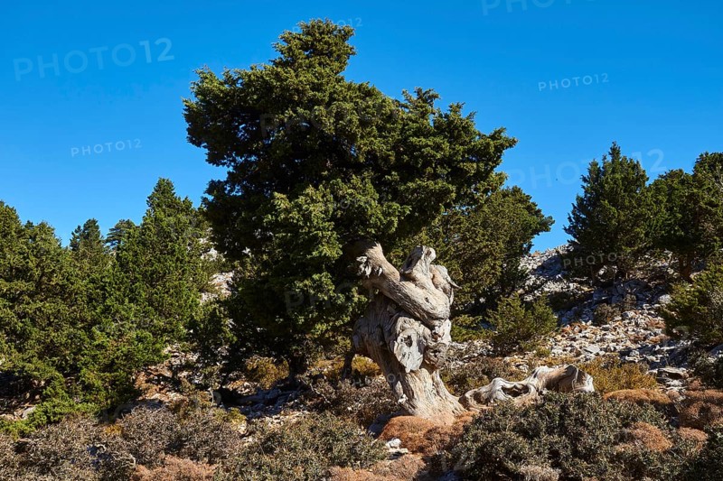 Niatos Plateau, Single, twisted pine tree in front of a blue sky, near Askifou, Sfakia, West Crete, Crete, Greece, Europe