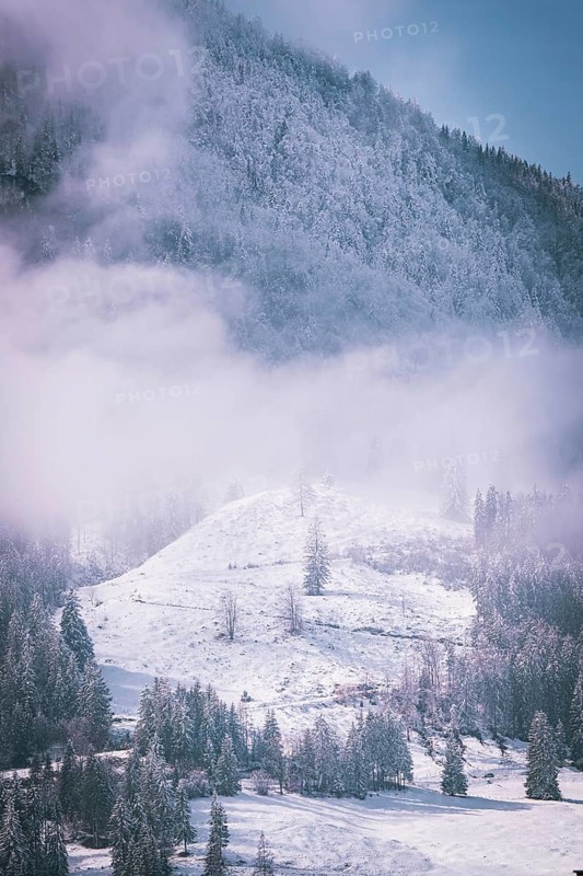 Snow-covered landscape with individual fir trees and a wide view of hills and fog, Kaisergebierge, The Mountain Doctor, Elmau, Austria, Europe