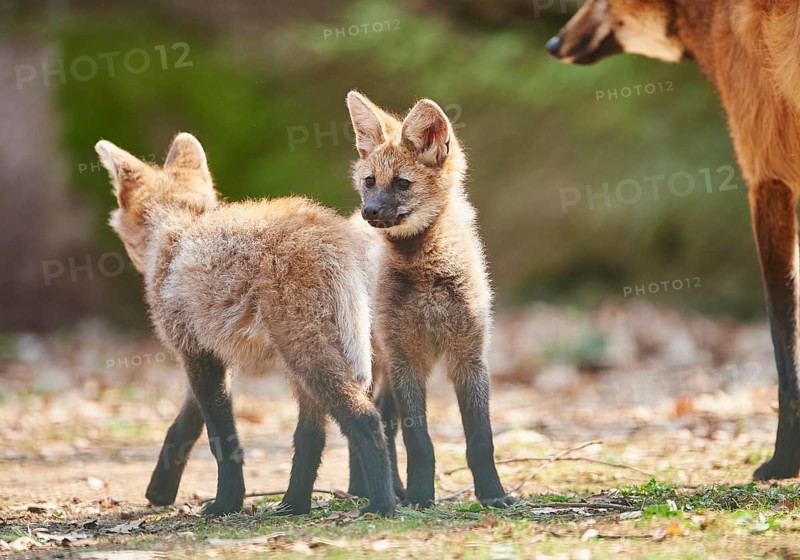 Maned wolf (Chrysocyon brachyurus) cub in spring, captive, Germany, Europe