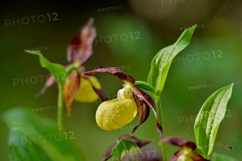 Close-up of lady's-slipper orchid (Cypripedium calceolus) in a forest in spring, Bavaria, Germany, Europe