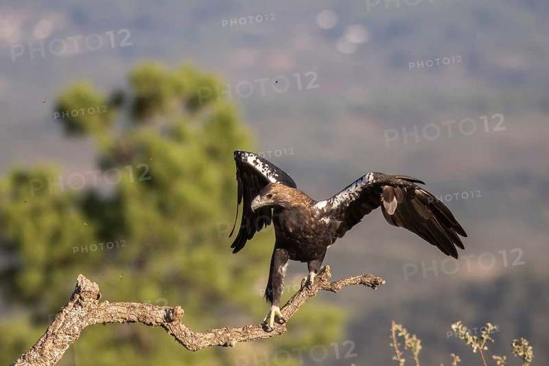 Iberian Eagle (Aquila adalberti), Spanish imperial eagle, Extremadura, Castilla La Mancha, Spain, Europe