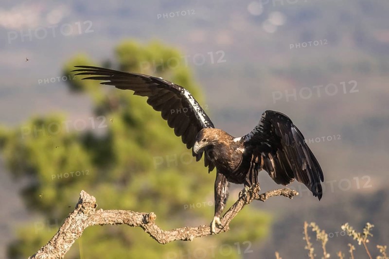 Iberian Eagle (Aquila adalberti), Spanish imperial eagle, Extremadura, Castilla La Mancha, Spain, Europe