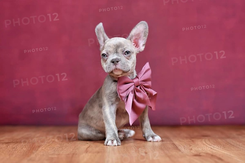 Lilac Brindle French Bulldog dog puppy with burgundy ribbon sitting in front of studio background